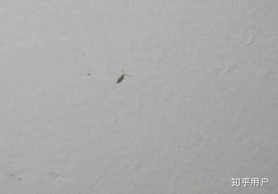 牆壁油漆造型 房間突然有螞蟻